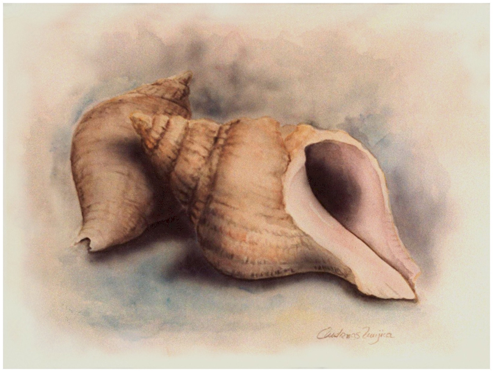 Beautiful watercolor of two shells painting executed with amazing mastery. The artistic finesse is outstanding